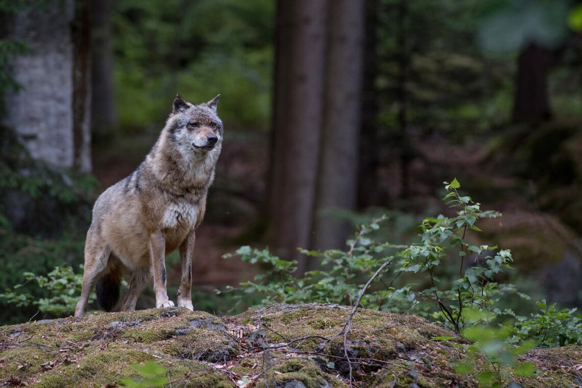 La Préfecture du Cher confirme la présence de loup dans le département du Cher (Photo : Eszter Miller / Droits réservés)