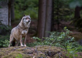 La Préfecture du Cher confirme la présence de loup dans le département du Cher (Photo : Eszter Miller / Droits réservés)